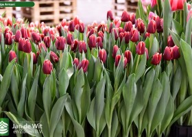 Armani Tulip Jan de Wit en Zonen B.V